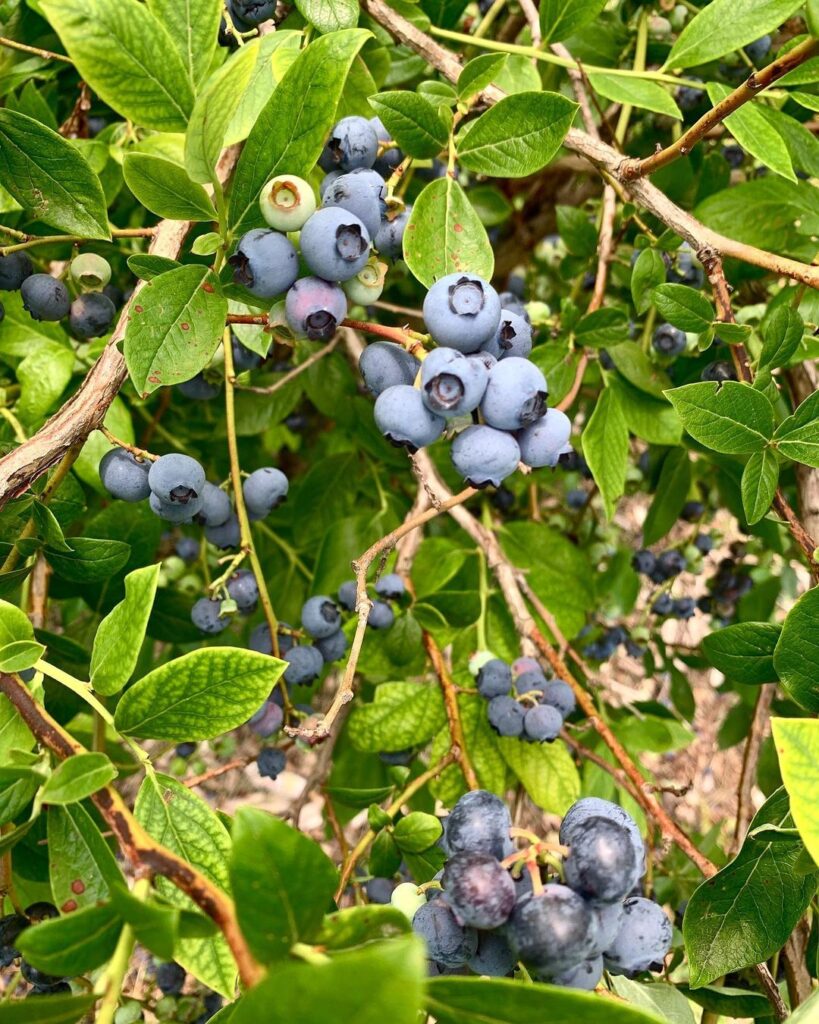 Blueberries Benefits For Male Blueberry Benefits For Male