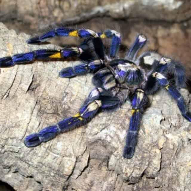 Top 10 Most Beautiful Rare Animals in the World Bright Freak