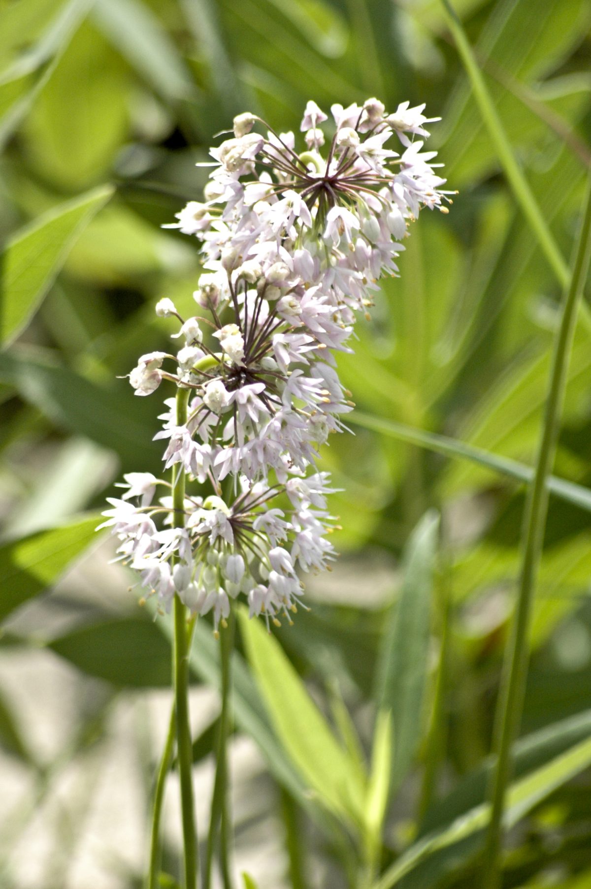 Top Five Deer Resistant Native Plants Bright Lane Gardens