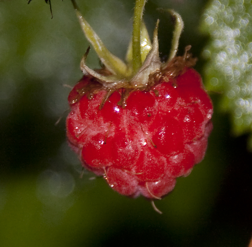Growing Raspberries In Containers The Complete Guide Bright Lane Gardens