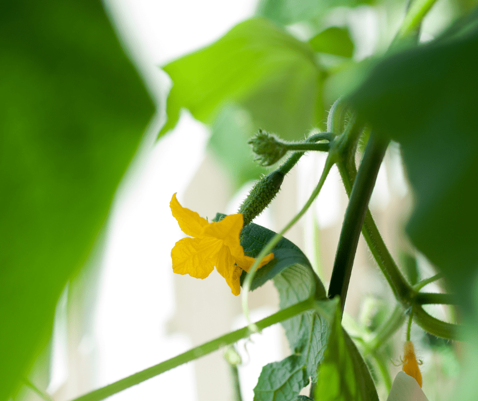 Maximize Your Harvest When to Start Cucumber Seeds Indoors Bright