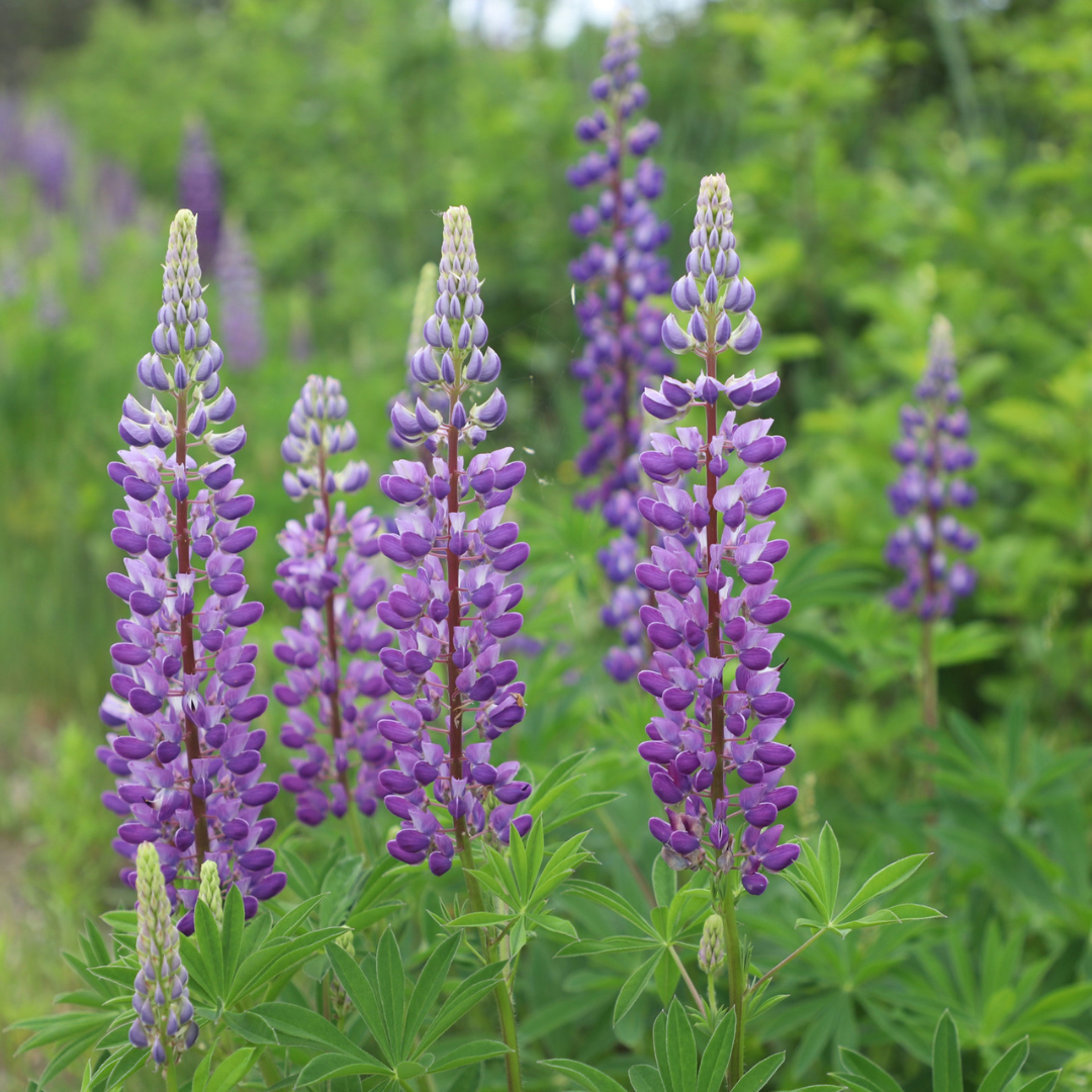 10 Purple Michigan Native Wildflowers That Will Take Your Breath Away