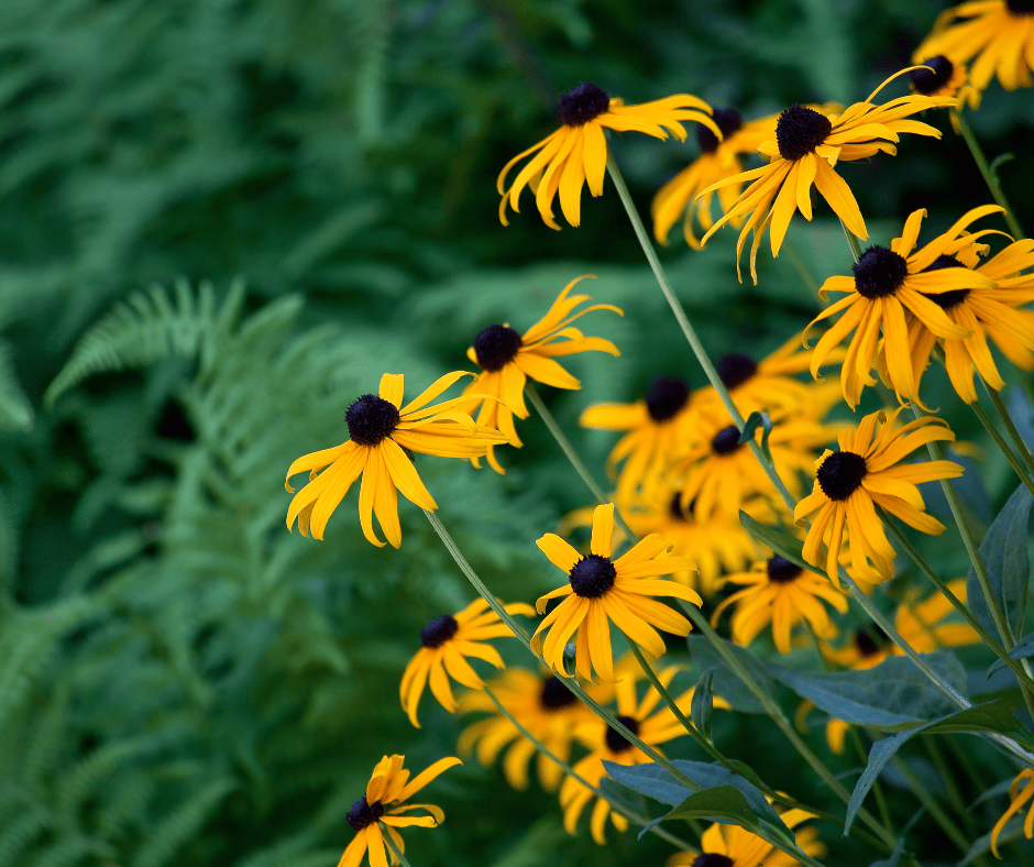 8+ Perennial Plants In Michigan 2 Flowers That Come Back Every Year in Michigan A Gardener's Guide