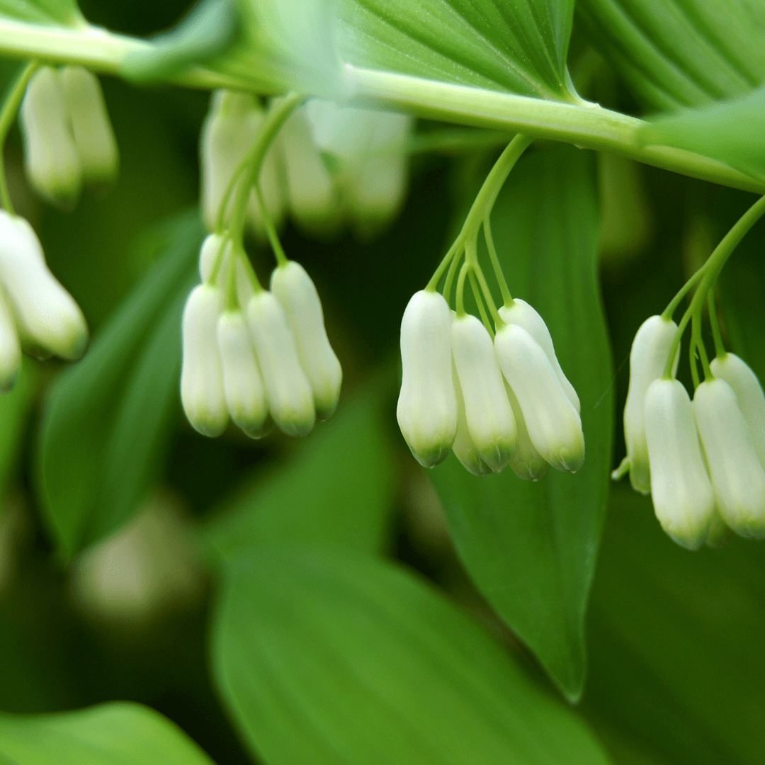 Shade Tolerant Native Wildflowers for Your Garden Bright Lane Gardens