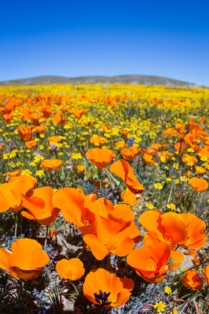 Best places to see Southern California wildflowers Bright Lights of