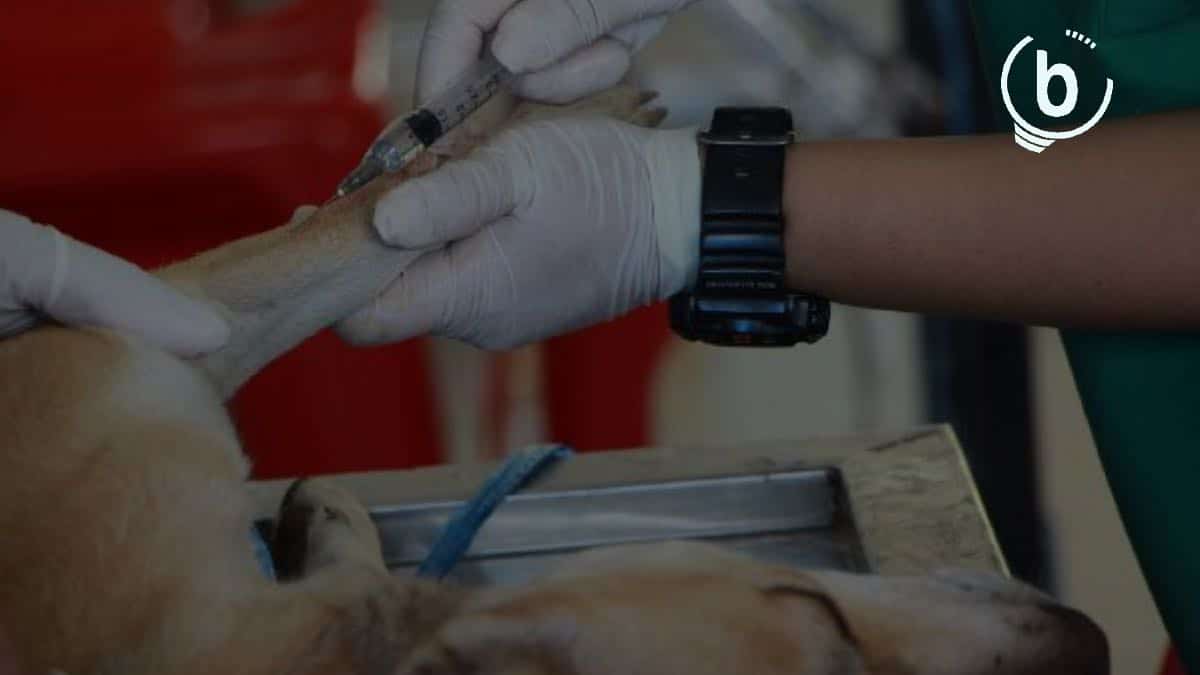 Vet Schools Average GRE scores & GPA for Admissions BrightLink Prep