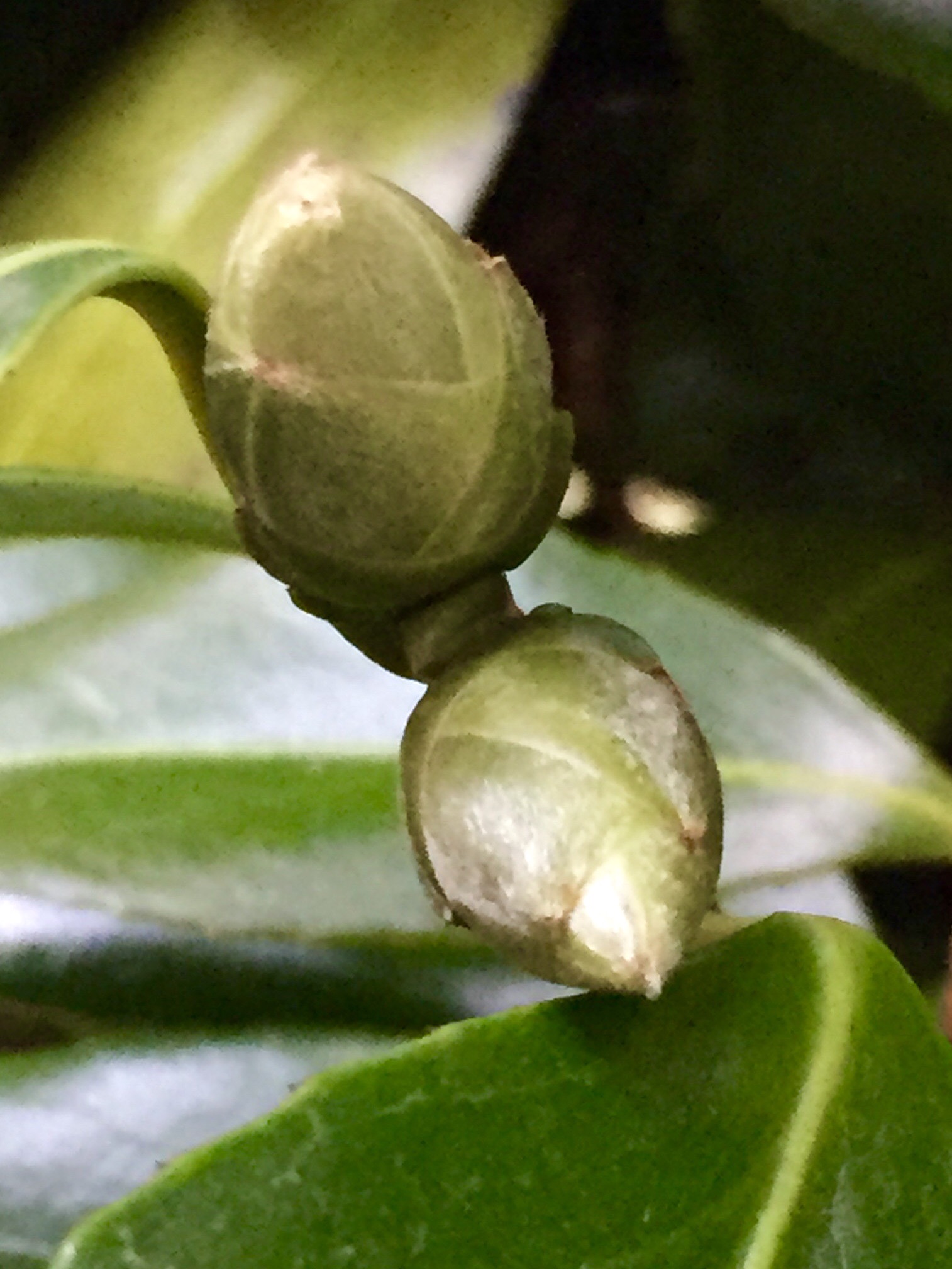 Budding Camellia A Bright Ray of Hope