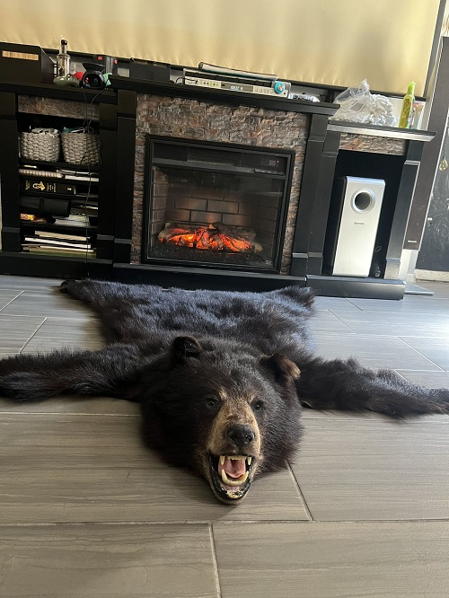 12 Amazing Bear Rug Display Ideas ⋆ Bright Stuffs