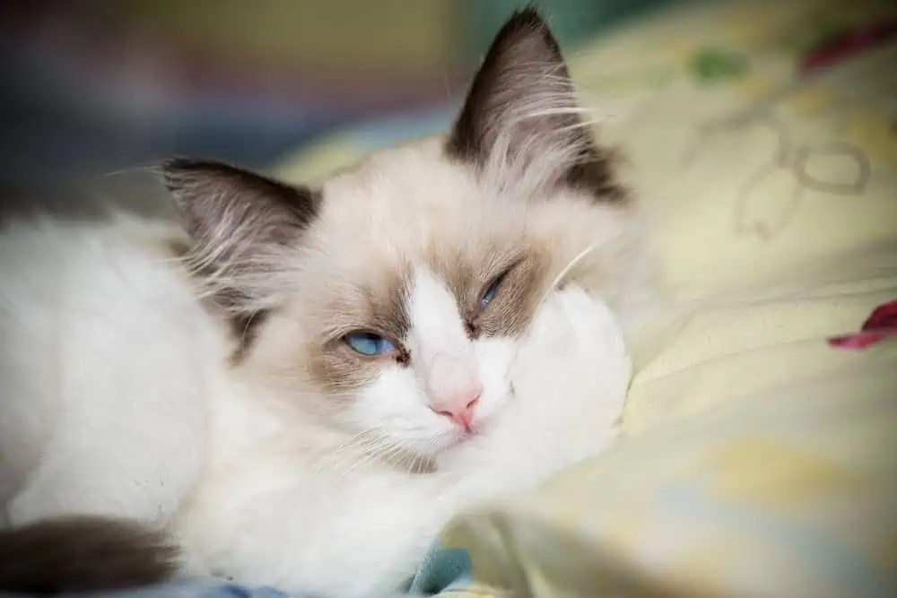 Ragdoll Cats and Their Owners' Attachment Bright Whiskers