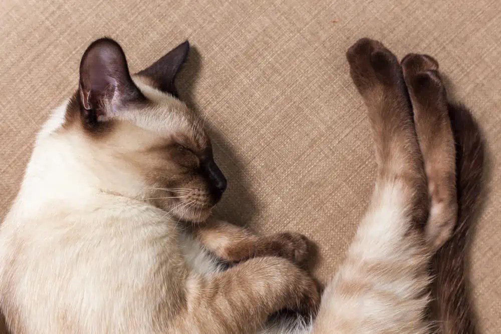 Do Female Ragdoll Cats Go Through Menstruation? Bright Whiskers