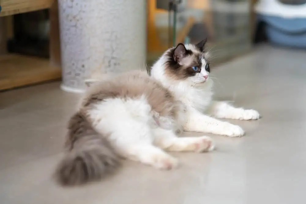 Are Ragdoll Cats Destructive? Bright Whiskers