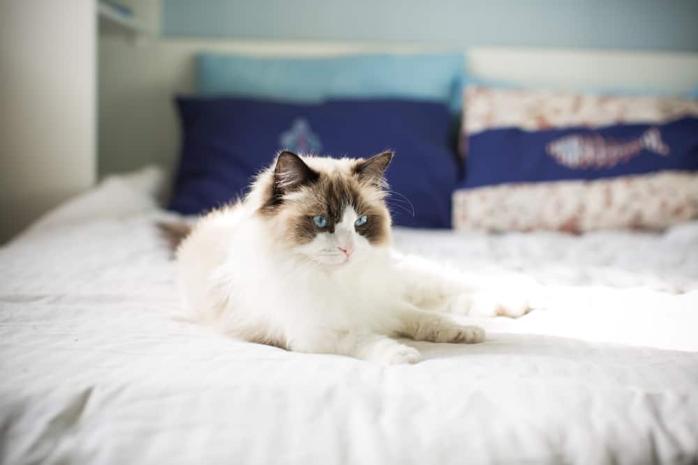 Are Ragdoll Cats Lactose Intolerant? Bright Whiskers