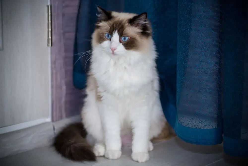 What Causes Ragdoll Cats to Wag Their Tails? Bright Whiskers