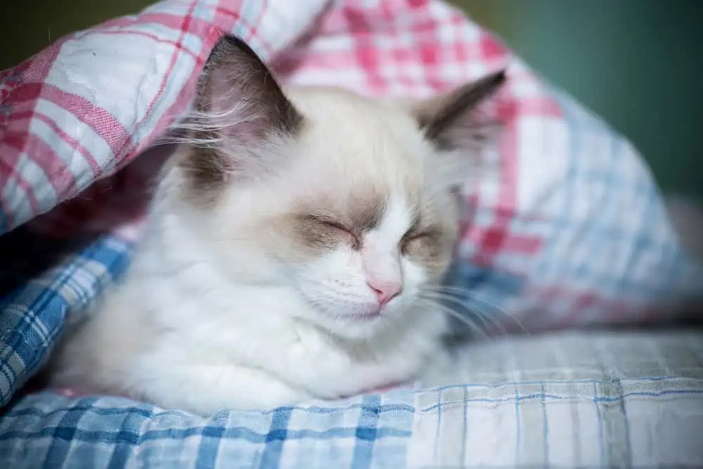 How Cold is Too Cold for Ragdoll Cats? Bright Whiskers