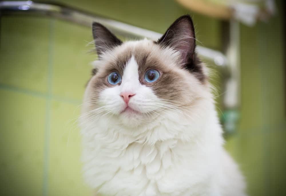 Are Ragdoll Cats Simple to Maintain? Bright Whiskers