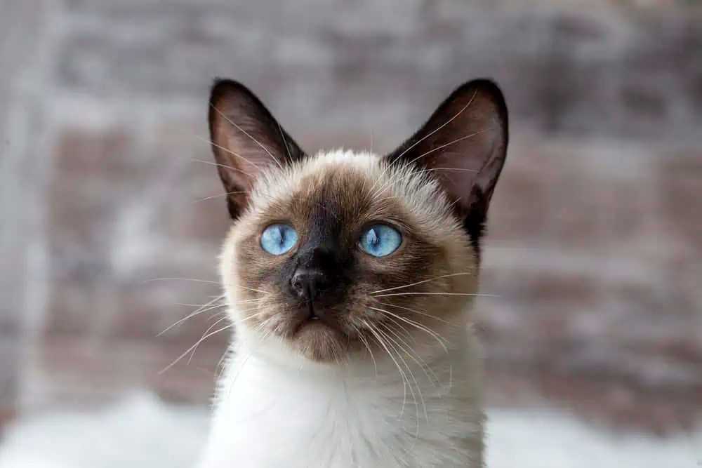 What Causes the Blackening of My Siamese Cat? Bright Whiskers