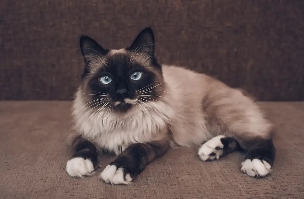 Are Siamese Cats Low Maintenance? Bright Whiskers