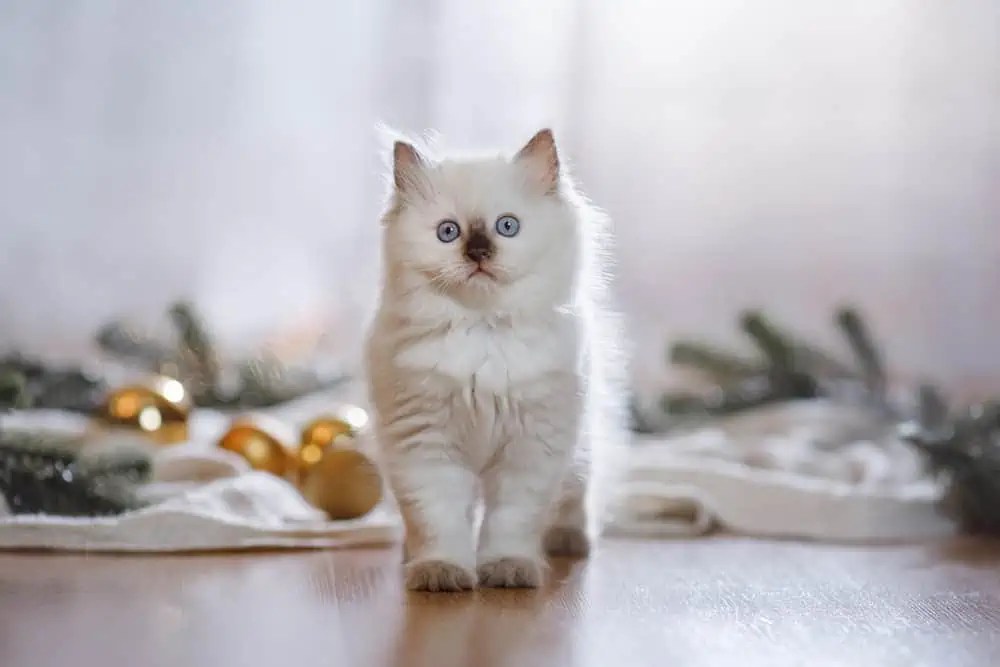 Can I Shave My Ragdoll Cat? Bright Whiskers