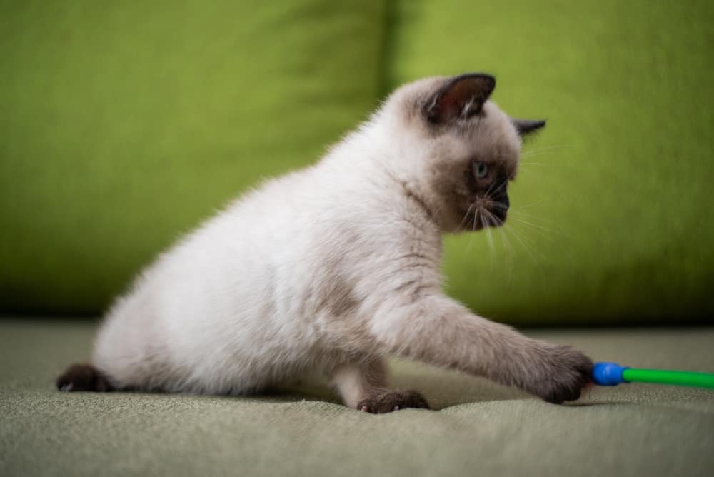 Can Ragdoll Cats Be Active? Bright Whiskers