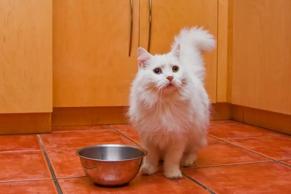 Can Ragdoll Cats Eat Cooked Chicken? Bright Whiskers