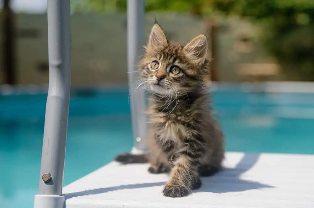 Do Maine Coons Enjoy Water Playing? Bright Whiskers