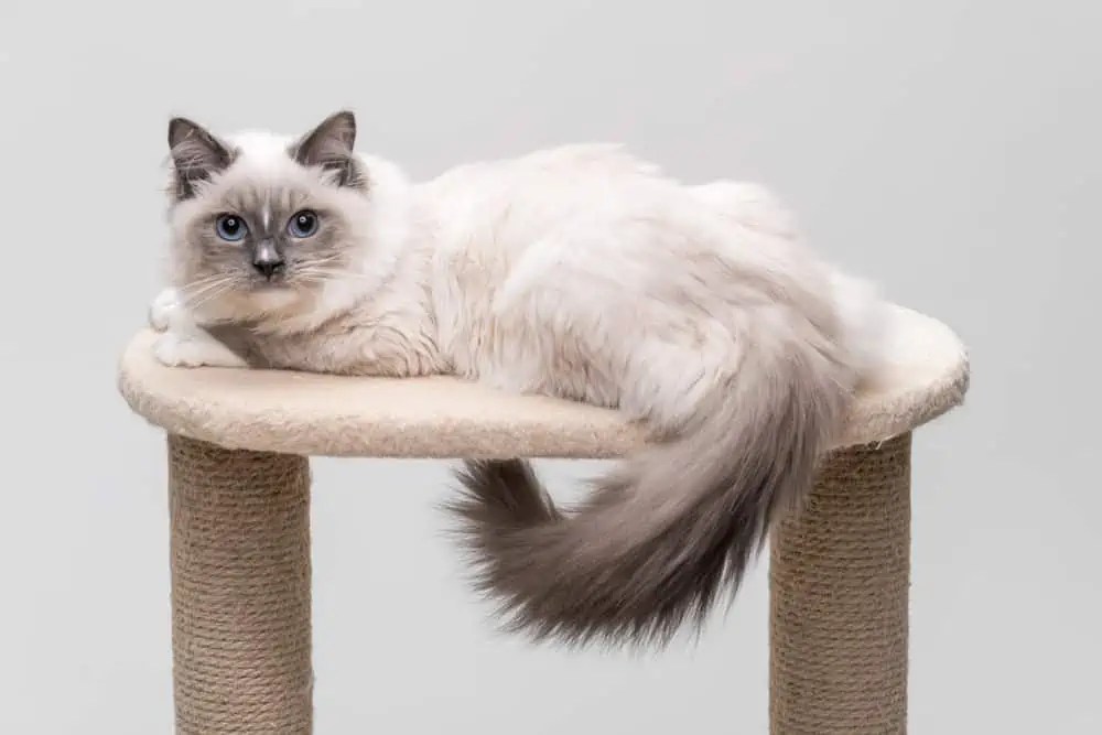 Do Ragdoll Cats Wag Their Tails? Bright Whiskers