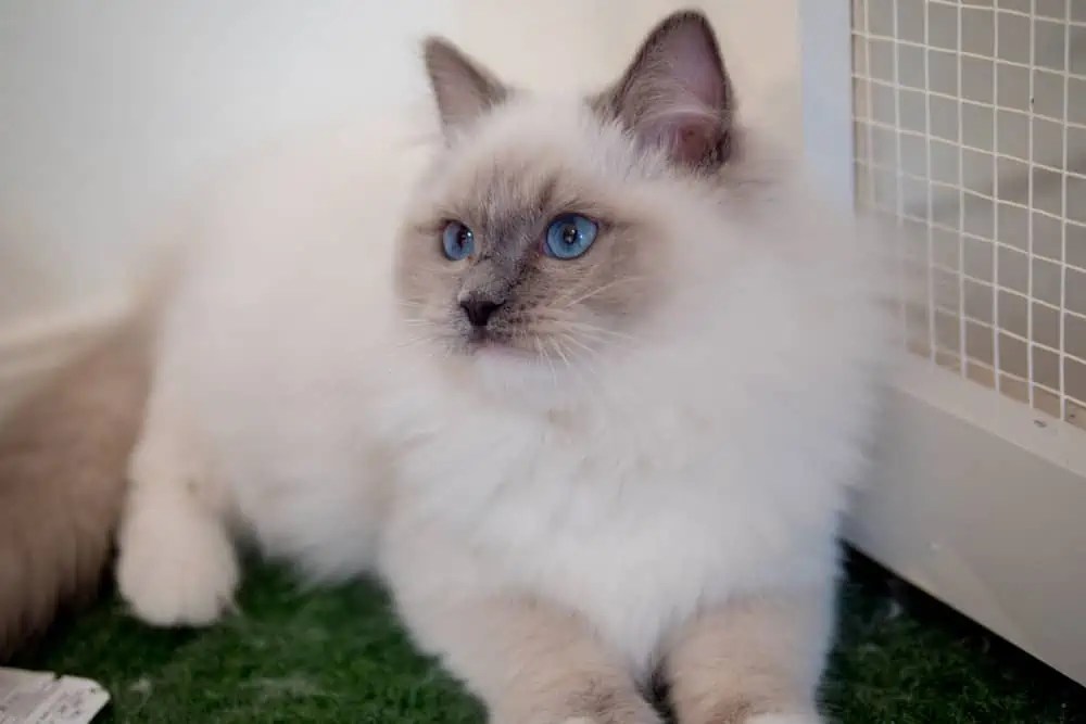 Do Ragdoll Cats Need Exercise? Bright Whiskers