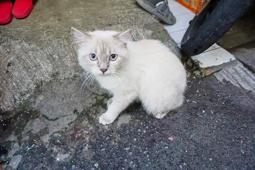 Can You Cut a Ragdoll Cat's Hair? Bright Whiskers