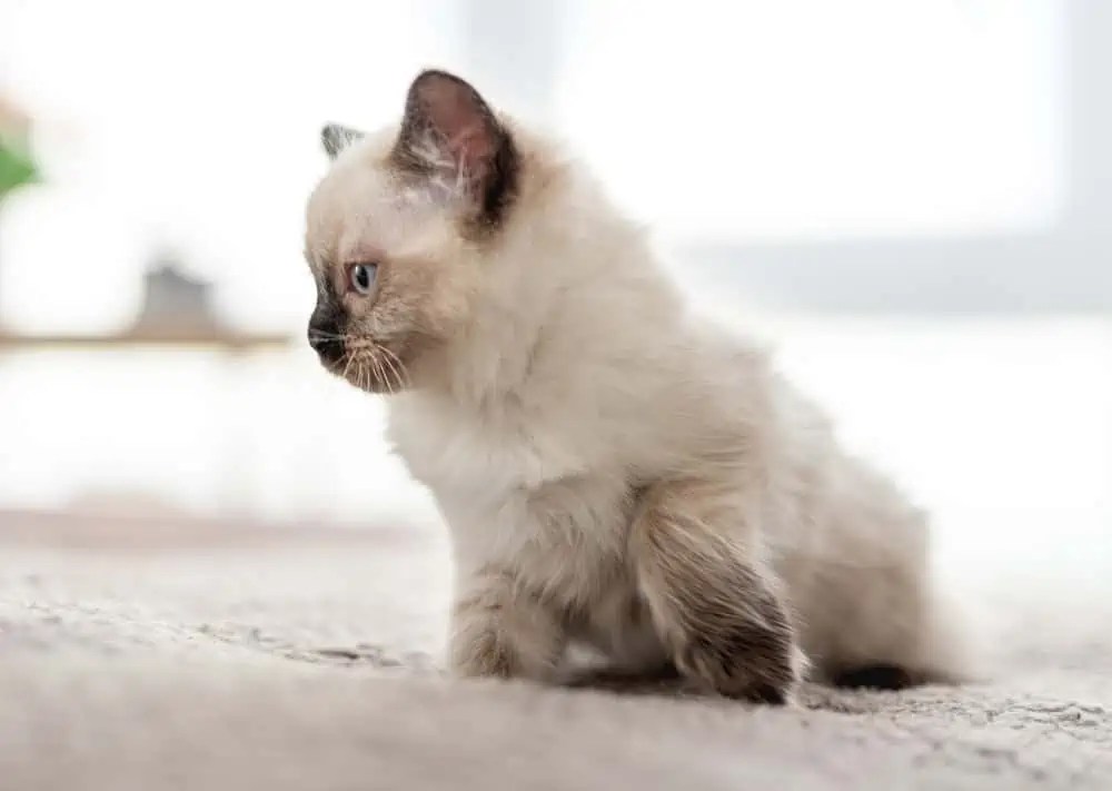 Are Ragdoll Cats Prone to Deafness? Bright Whiskers