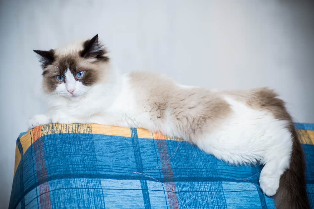 Do Ragdoll Cats Wag Their Tails? Bright Whiskers