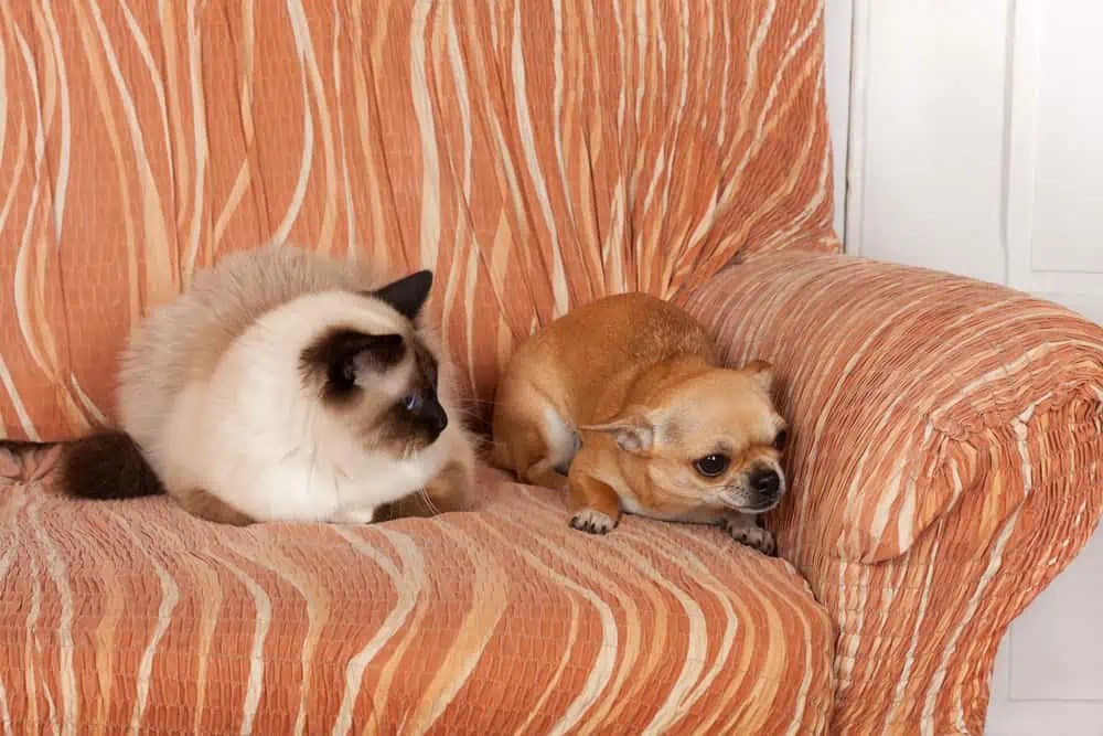 How Do Ragdoll Cats and Dogs Get Along? Bright Whiskers