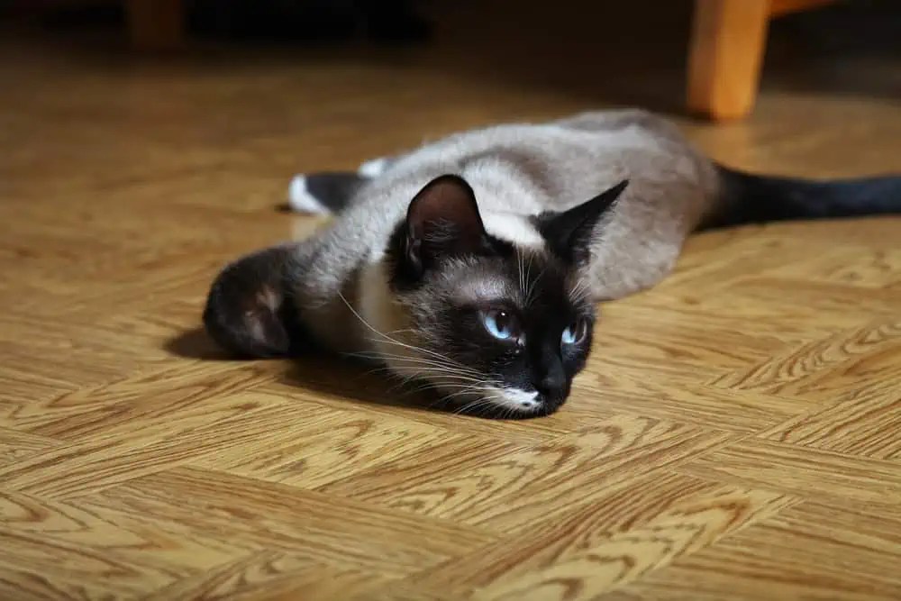 Do Siamese Cats Have a Favorite Person? Bright Whiskers