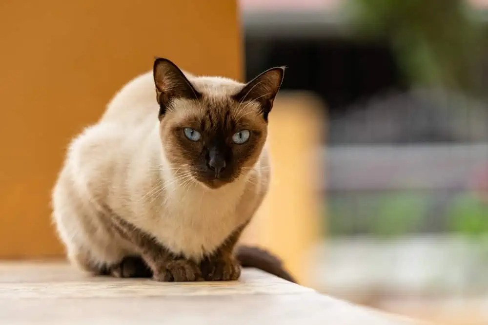 Does the Color of Siamese Cats Change With Age? Bright Whiskers