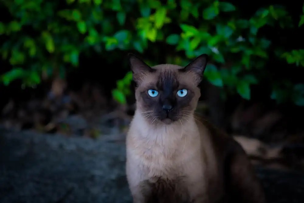 How Can I Stop My Siamese Cat From Meowing at Night? Bright Whiskers