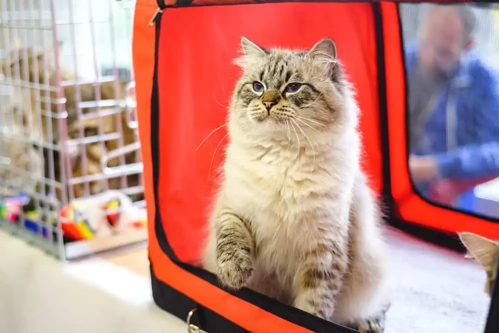 How Come Ragdoll Cats Behave Like Dogs? Bright Whiskers