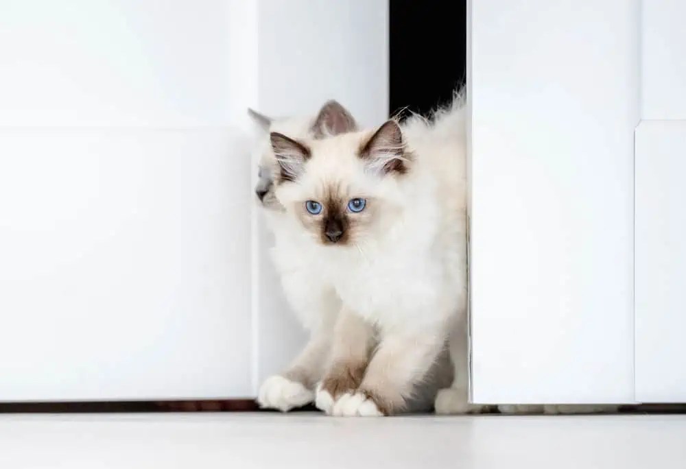 What Are the Disadvantages of Owning a Ragdoll Cat? Bright Whiskers