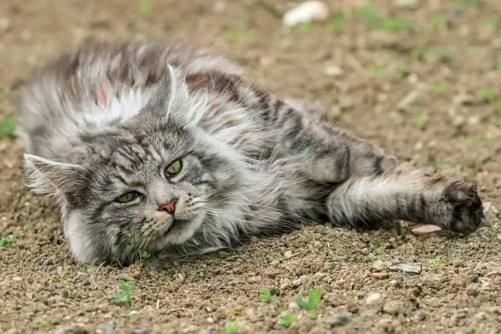 How Do I Prevent the Matting of My Maine Coon? Bright Whiskers