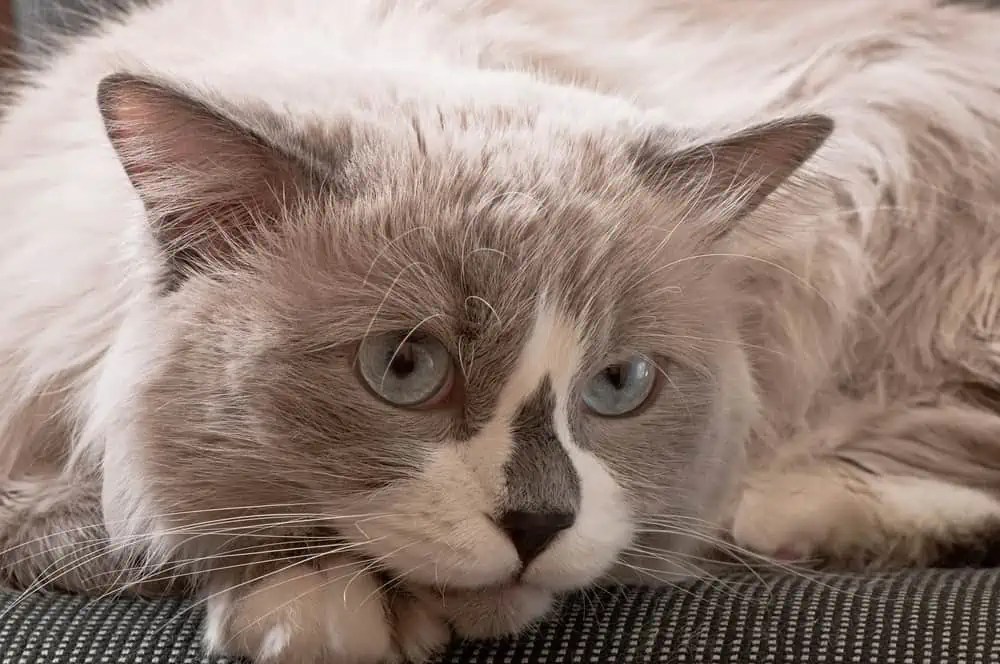 Are Ragdoll Cats Prone to Constipation? Bright Whiskers