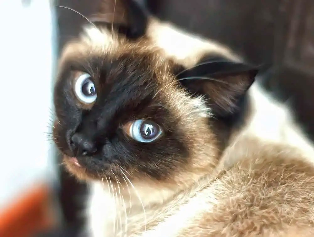 Why Do Siamese Cats Have Blue Eyes? Bright Whiskers