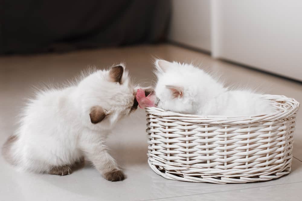 How Do You Bring Two Ragdoll Cats Together? Bright Whiskers