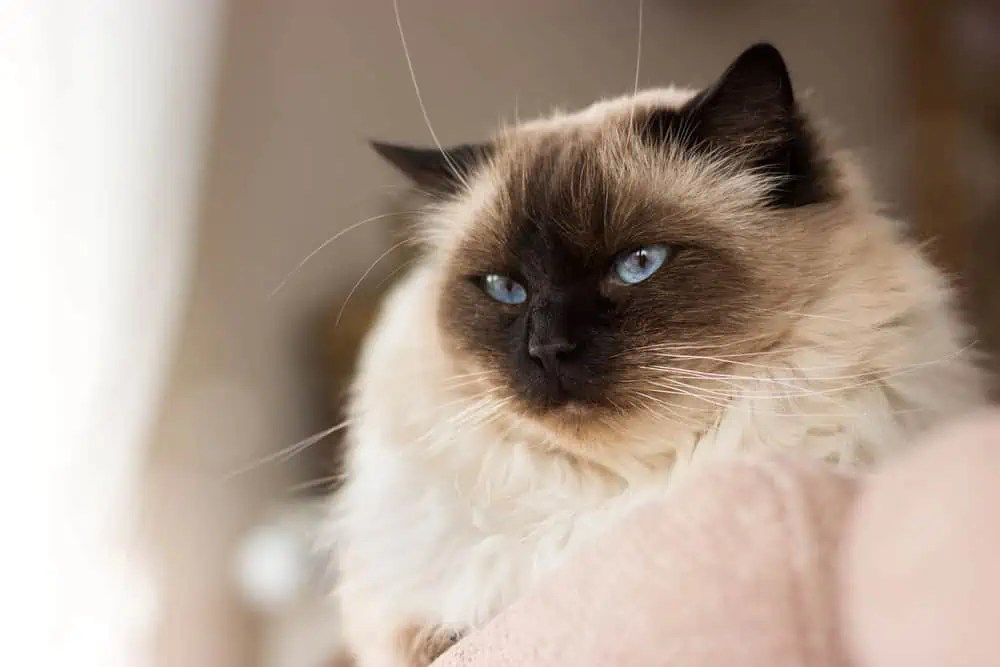 How Floppy Are Ragdoll Cats? Bright Whiskers