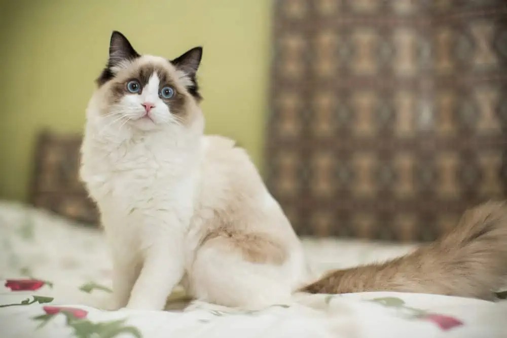 Are Ragdoll Cats Destructive? Bright Whiskers
