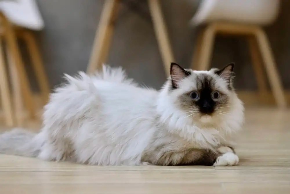 How Large Are Mature Ragdoll Cats? Bright Whiskers