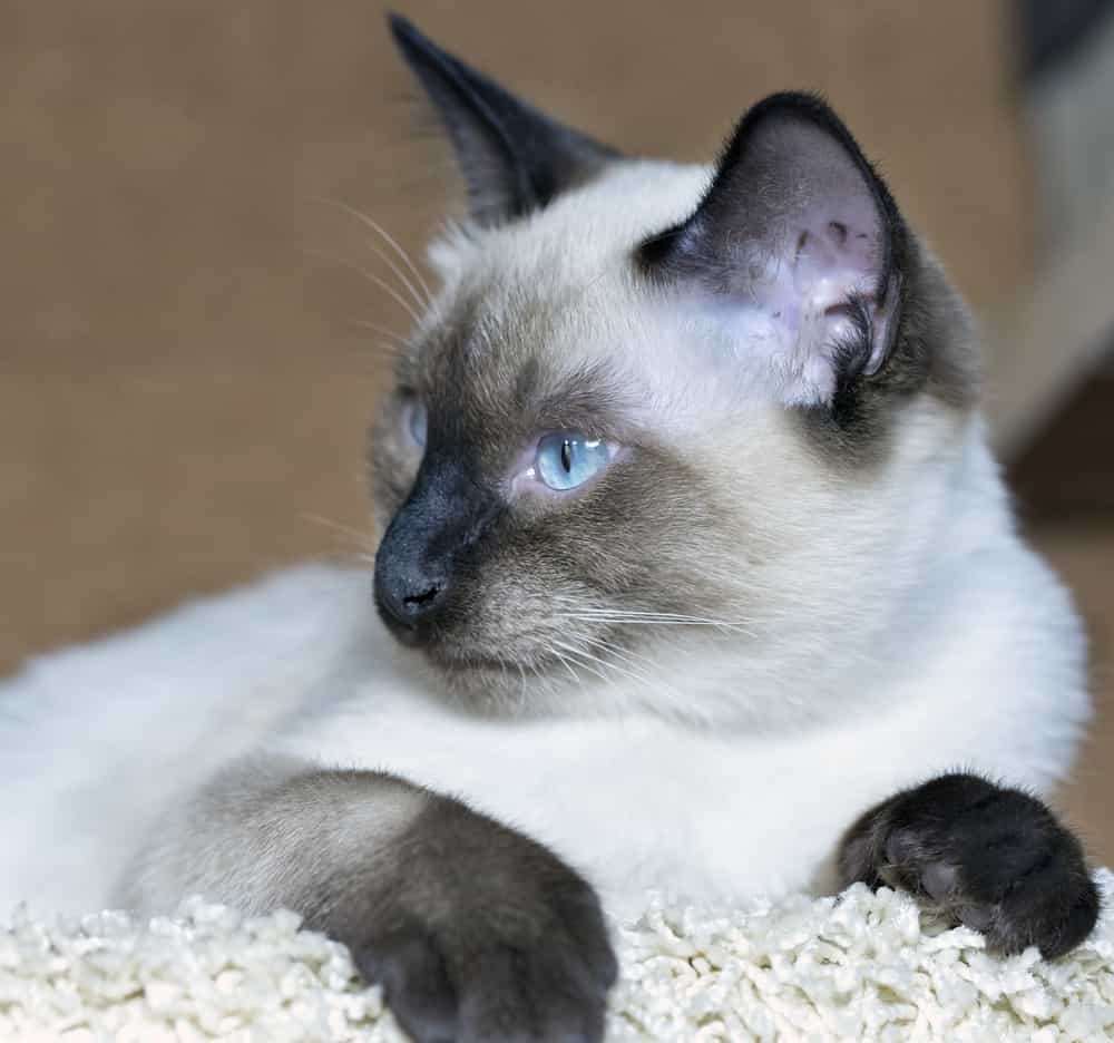 How Large Do Siamese Ragdoll Cats Grow? Bright Whiskers