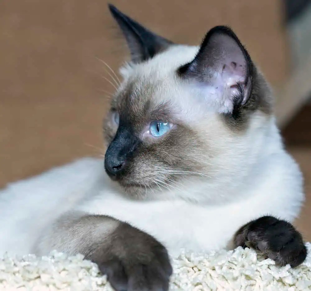 How Large Do Siamese Ragdoll Cats Grow? Bright Whiskers