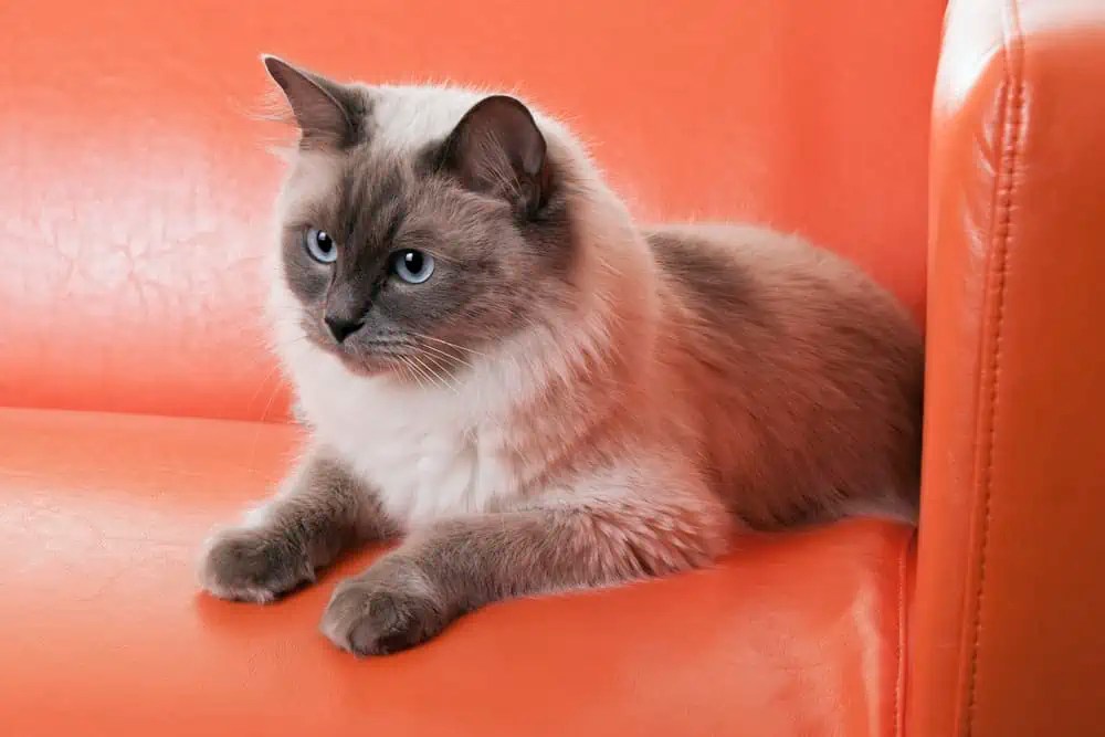 How Large is the Typical Ragdoll Cat? Bright Whiskers