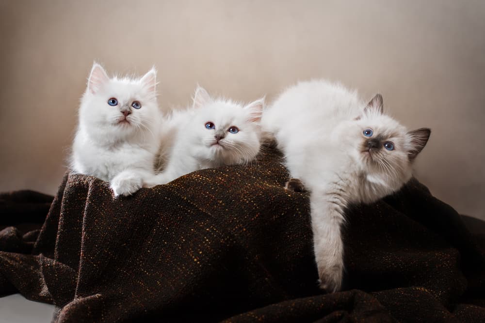 How Loud Are Ragdoll Cats? Bright Whiskers