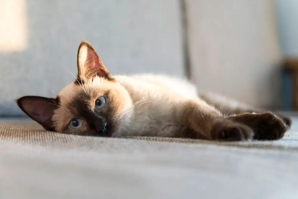 Do Siamese Cats Have a Favorite Person? Bright Whiskers