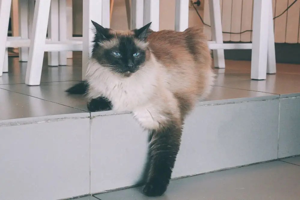 How Much Attention Do Siamese Cats Require? Bright Whiskers