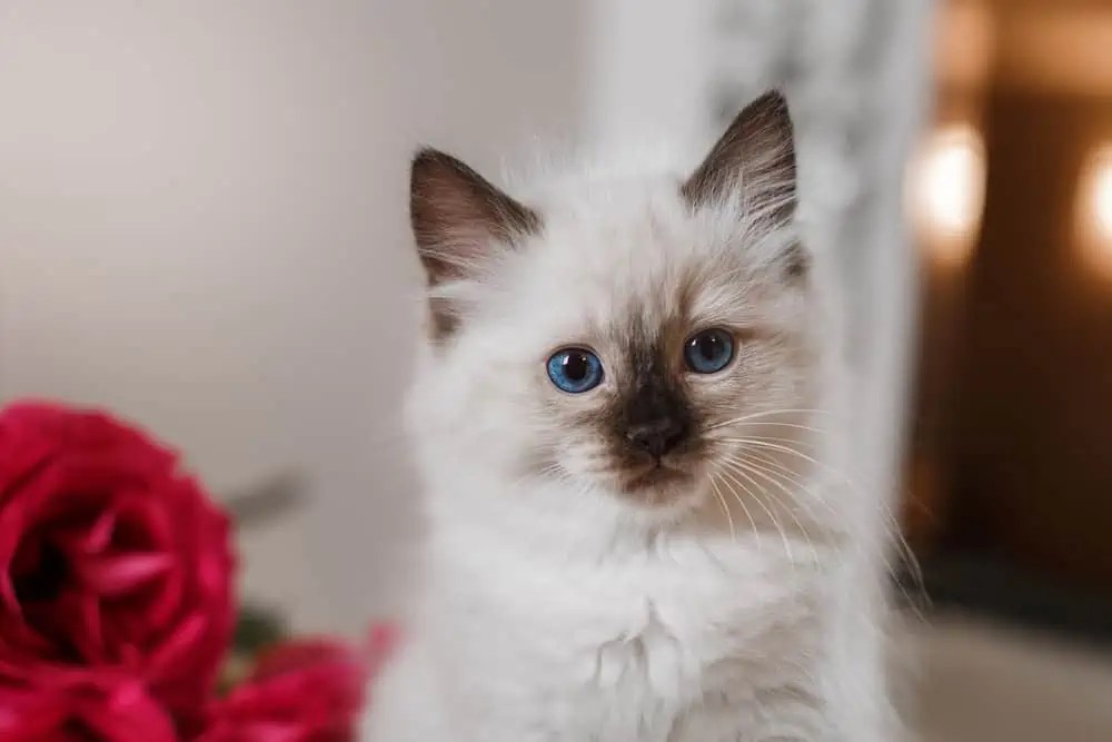 Why Are Ragdoll Cats So Dependent? Bright Whiskers